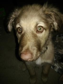 StellaRose, Berger Australien