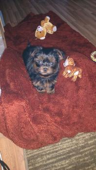 Rubis, Yorkshire Terrier