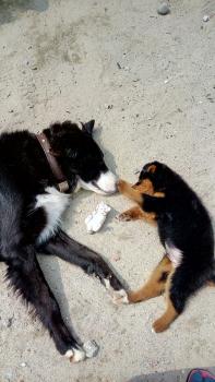 Hansum, Border Collie