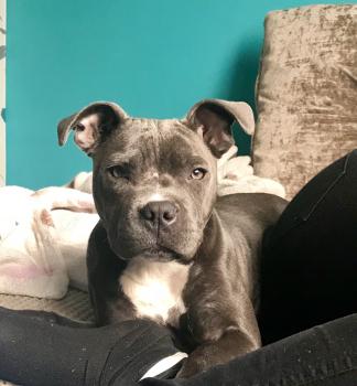 Quill, Staffordshire Bull Terrier