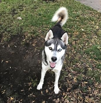 Diesel, Husky Siberiano