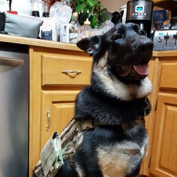 Otto, Perro Pastor Alemán
