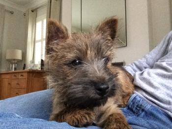 Archie, Cairn Terrier