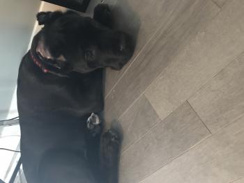 Hustler, Cane Corso