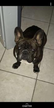 Orka, Bulldog Francés