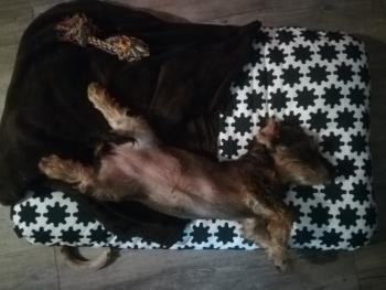 Othilie, Dachshund (Pelo Largo)