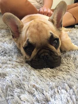 odin, Bulldog Francés