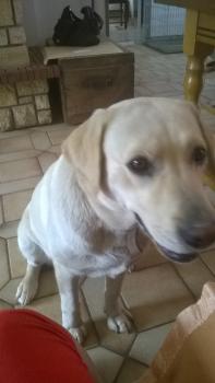 inna, Labrador Retriever