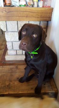 loony, Labrador Retriever