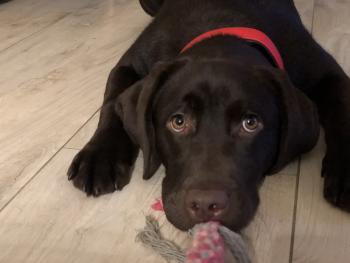 Zoe, Labrador Retriever