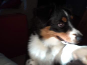 OLLY, Pastor Australiano
