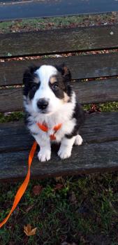 Oihan, Border Collie