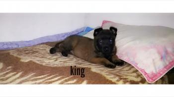 King, Malinois Shepherd Dog