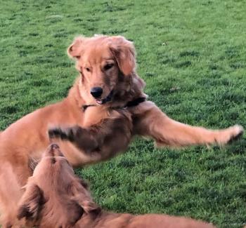Thelonious Coltrane (Theo), Golden Retriever