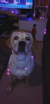 Olympe, Labrador Retriever