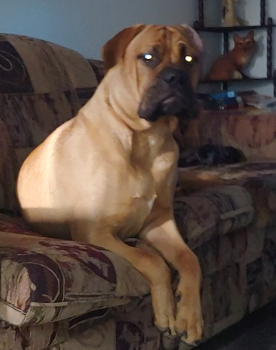 Ed, Bullmastiff