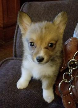 Finnegan "Finn", Corgi Galés De Pembroke