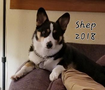 Shep, Welsh Corgi Pembroke