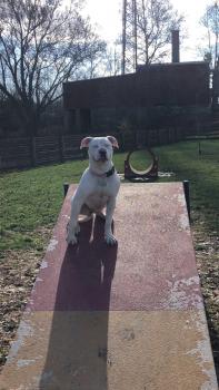 Baby, American bulldog