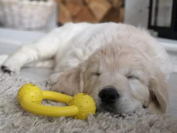 Freya, Golden Retriever