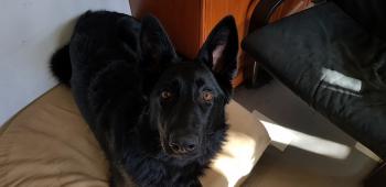 Hella, Perro Pastor Alemán