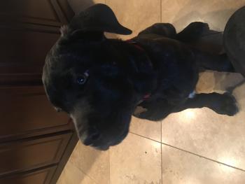 Kratos, Cane Corso