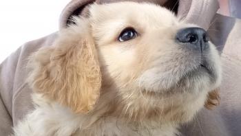 Lucky, Golden Retriever