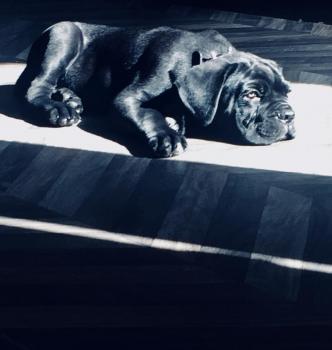Goliath, Cane Corso