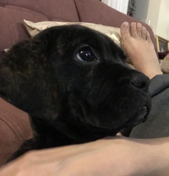 Scott, Cane Corso