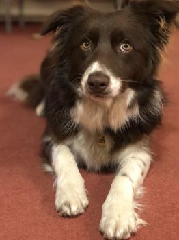 Mollie, Border Collie