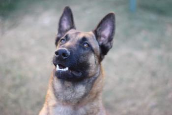 Narko des guêpier d'europe, Pastor Belga Malinois