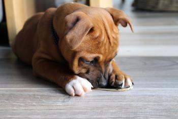 Oslo, Staffordshire Bull Terrier