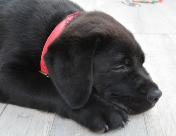 Fritz, Labrador Retriever