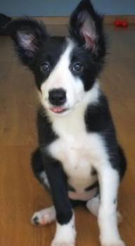 Luna, Border Collie