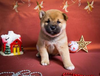 MrFirst, Shiba Inu Japonés