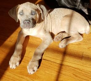 Día, Cane Corso
