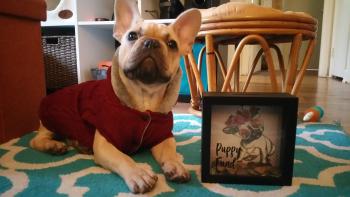GIZMO, Bulldog Francés