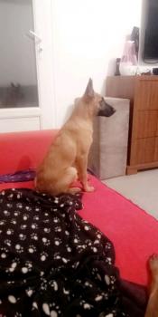 Oscar, Pastor Belga Malinois