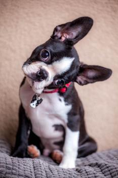 Paco, Boston Terrier