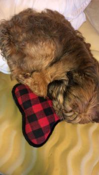 Gracie, Pastor De Brie O Briard