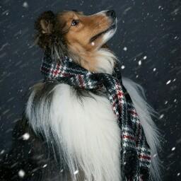 Lucky, Pastor De Shetland