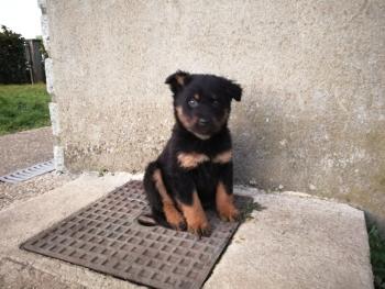 Ouzko, Beauceron