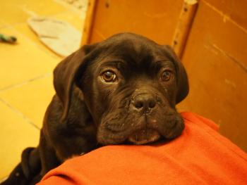 Orso, Cane Corso