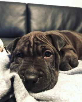 Balu, Shar-Pei