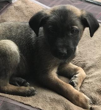 Max ( shepinois ), Malinois Shepherd Dog