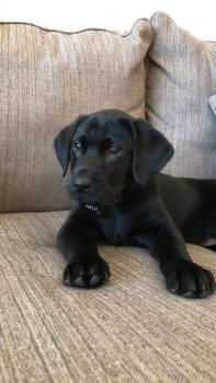 Louisiana Livin Super Nelli, Labrador Retriever