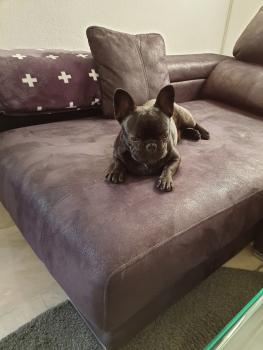 Maximus, Bulldog Francés