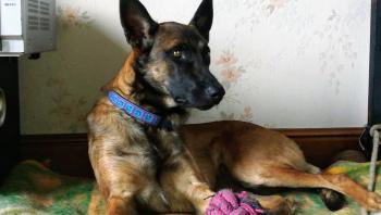 nessy, Pastor Belga Malinois