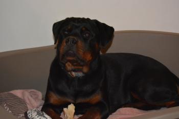 OXANA, Rottweiler