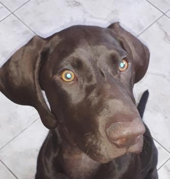 Olix, Braco Alemán De Pelo Corto